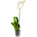 White Phalaenopsis orchid in a pot. Russia